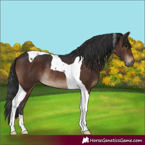 Horse Color:Brown Tobiano Rabicano