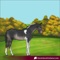 Horse Color:Black Tobiano Rabicano 