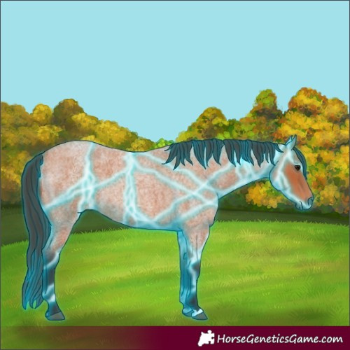 Horse Color:Thunderstruck Bay Roan