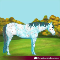 Horse Color:Thunderstruck Bay Roan Appaloosa 