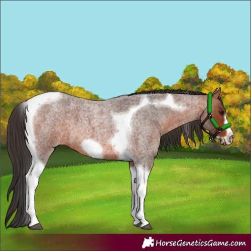 Horse Color:Bay Roan Tobiano Frame