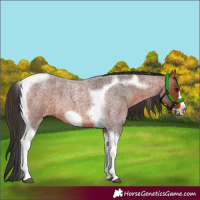 Horse Color:Bay Roan Tobiano Frame 