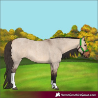Horse Color:Bay Roan Dun Tobiano 