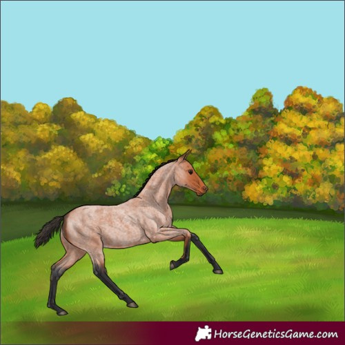 Horse Color:Bay Roan