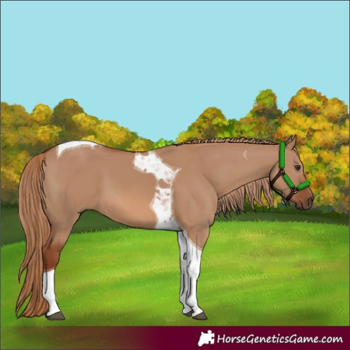 Horse Color:Red Dun Tobiano