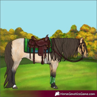 Horse Color:Buckskin Roan 