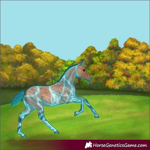 Horse Color:Thunderstruck Bay Roan Tobiano