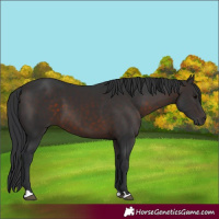 Horse Color:Brown 