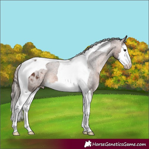 Horse Color:Brown Splash Tobiano Appaloosa 