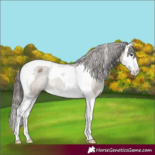 Horse Color:Brown Dun Splash Tobiano Appaloosa Rabicano 
