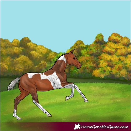 Horse Color:Silver Bay Tobiano 