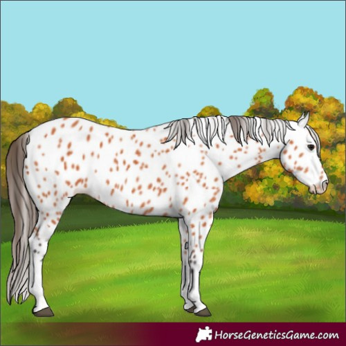 Horse Color:Bay Tobiano Appaloosa 