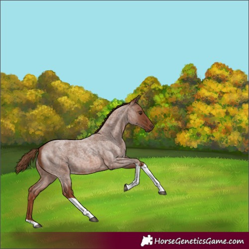 Horse Color:Red Roan Tobiano