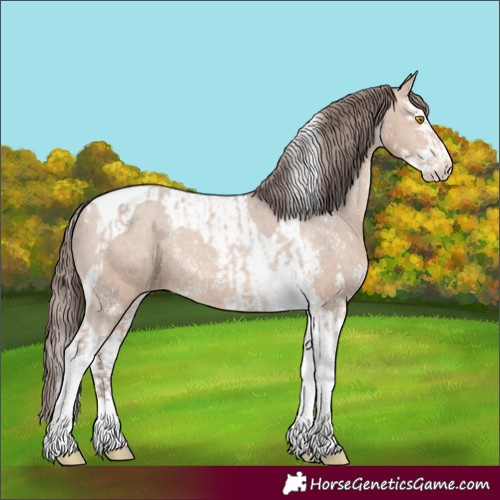 Horse Color:Amber Champagne Sabino Tobiano Appaloosa  and Amber Champagne Sabino Splash Tobiano Appaloosa 
