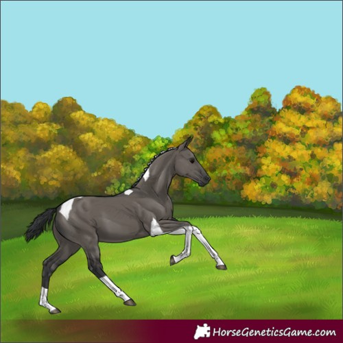Horse Color:Grullo Tobiano