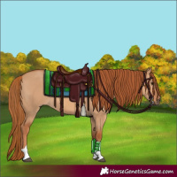 Horse Color:Red Dun Tobiano 
