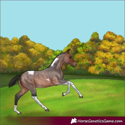 Horse Color:Brown Roan Tobiano 