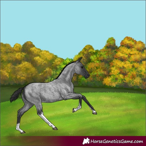Horse Color:Blue Roan Tobiano 