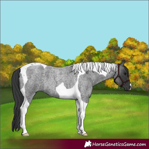 Horse Color:Blue Roan Tobiano