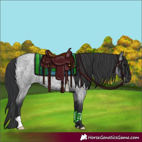 Horse Color:Blue Roan