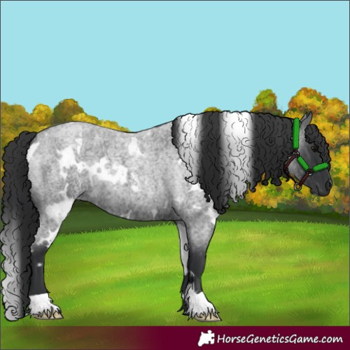 Horse Color:White Spotted Blue Roan 