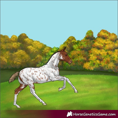 Horse Color:Chestnut Tobiano Near Leopard