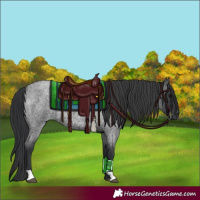 Horse Color:Blue Roan 