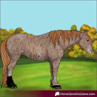 Horse Color:Chestnut Ice Sabino
