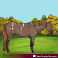 Horse Color:Powder White Liver Red Dun Rabicano 