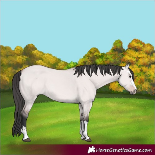 Horse Color:Platinum Bay Dun 