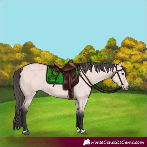 Horse Color:Platinum Bay Dun 