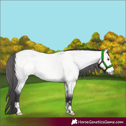 Horse Color:Platinum Buckskin Roan Dun 