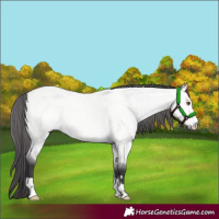 Horse Color:Platinum Buckskin Roan Dun 