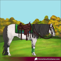 Horse Color:Platinum Bay Dun 