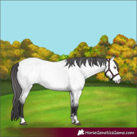 Horse Color:Platinum Buckskin Dun 