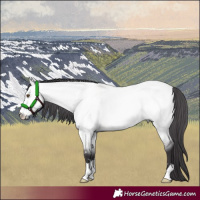 Horse Color:Platinum Buckskin Dun 