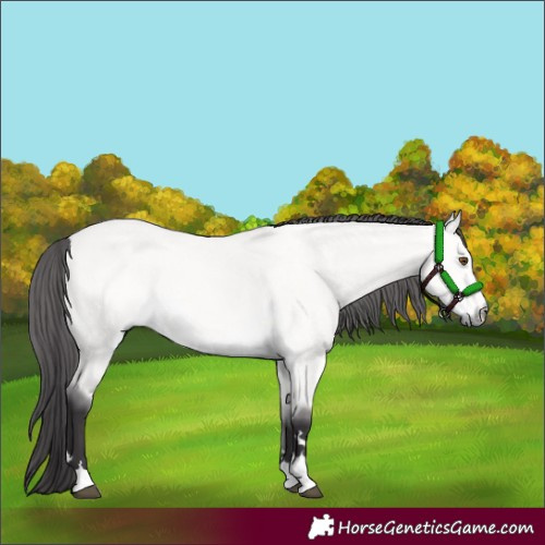 Horse Color:Platinum Buckskin Dun