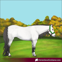 Horse Color:Platinum Buckskin Dun 