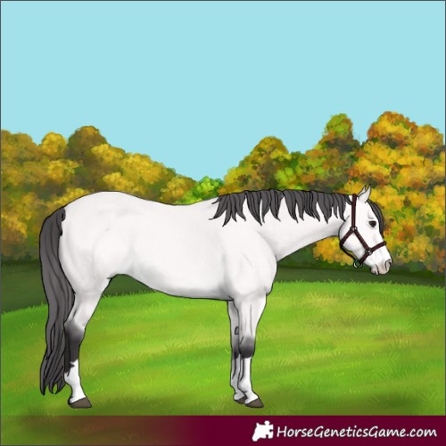 Horse Color:Platinum Buckskin 