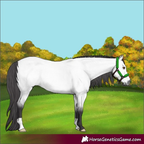 Horse Color:Platinum Buckskin Roan Dun