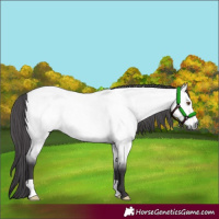 Horse Color:Platinum Buckskin Roan Dun 