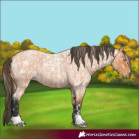 Horse Color:Buckskin Roan Pearl  and Bay Roan 