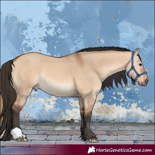 Horse Color:Bay Dun Rabicano 