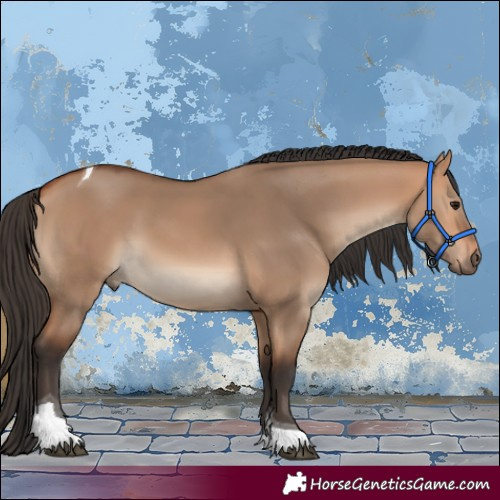Horse Color:Bay Dun Tobiano 