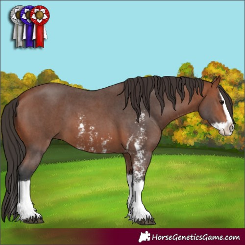 Horse Color:Bay Sabino Splash 
