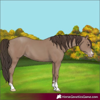 Horse Color:Classic Champagne