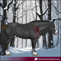 Horse Color:Black  and Black 