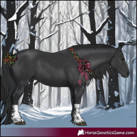 Horse Color:Black  and Black 