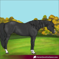 Horse Color:Black 