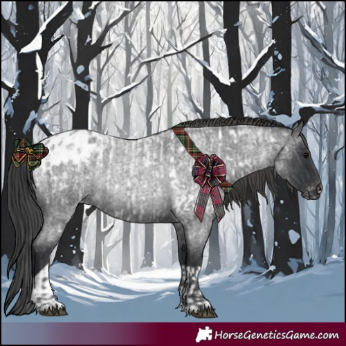Horse Color:Blue Roan Appaloosa  and Blue Roan Appaloosa Rabicano 